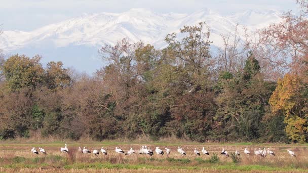 Gruppo Cicogne Sul Campo Preparano Migrare — Video Stock