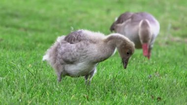 Yaban kazı ailesi sulak suda suya yürüyor
