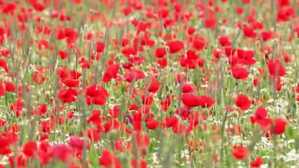 Campo Amapola Roja Primavera — Vídeo de stock