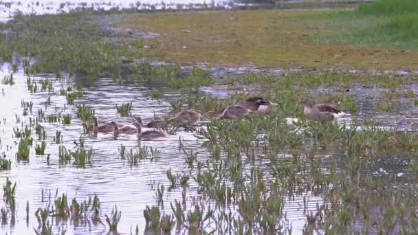 湿地の水に歩く野生のガチョウの家族 — ストック動画