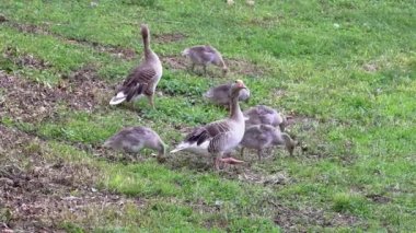 Yaban kazı ailesi sulak suda suya yürüyor