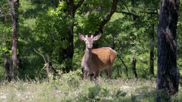 Ciervo Rojo Bosque Primavera Desde Hungría — Vídeo de stock