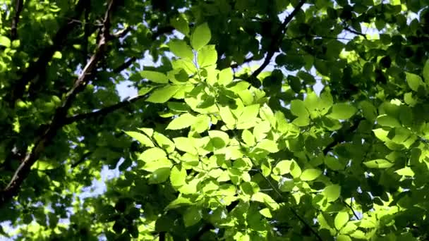 Beautiful Sunlight Hornbeam Forest Springtime — Stock Video