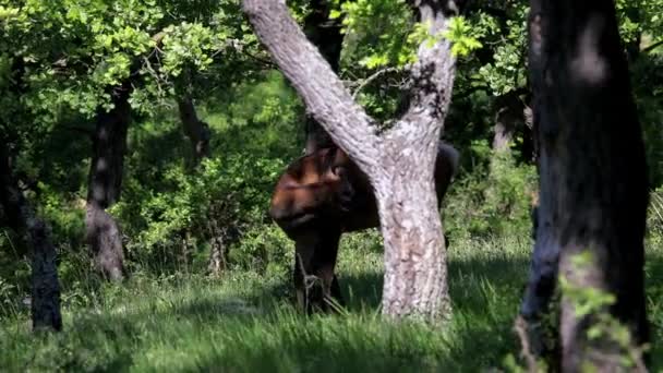 Ciervo Rojo Bosque Primavera Desde Hungría — Vídeo de stock