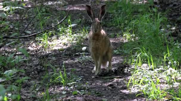 Conejo Salvaje Camino Del Bosque Primavera — Vídeos de Stock