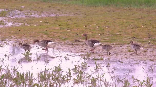 湿地の水に歩く野生のガチョウの家族 — ストック動画