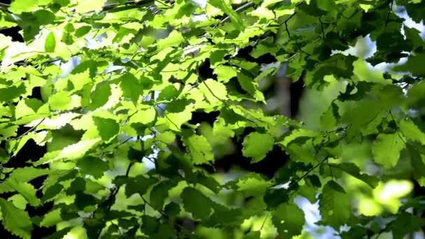 Bela Luz Solar Floresta Chifres Primavera — Vídeo de Stock