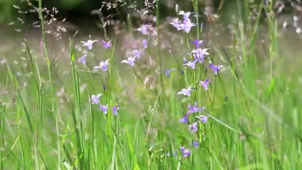 Mooie Wilde Bloemen Een Wind Lente Weide — Stockvideo