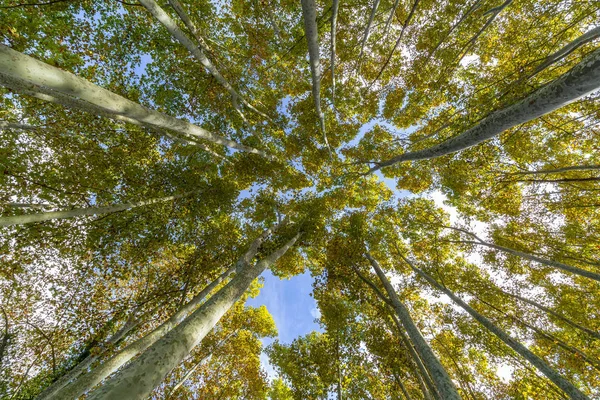 Árvores de álamo agradáveis de vista inferior em um dia ensolarado na Espanha — Fotografia de Stock