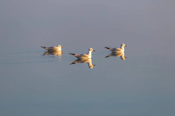 Tres gaviotas de cabeza negra descansando en el lago a la luz del atardecer —  Fotos de Stock