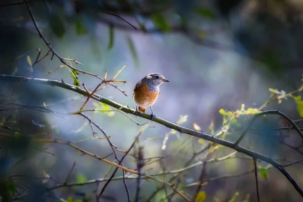 Pequeño pájaro de garganta azul en el arbusto — Foto de Stock