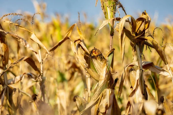 Зрілі кукурудзяні поля в осінній час — стокове фото