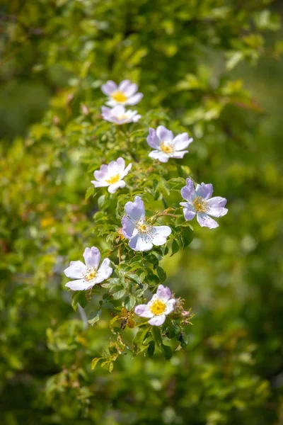 Krásná kvetoucí divoká růže keř (pes růže, Rosa canina) — Stock fotografie