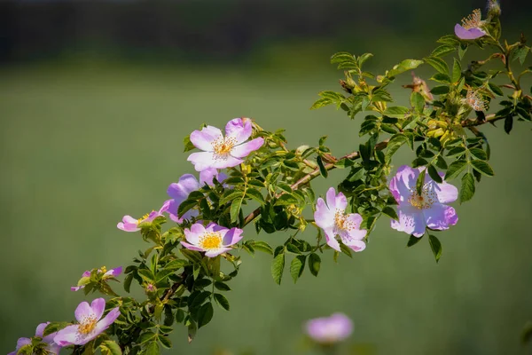 Krásná kvetoucí divoká růže keř (pes růže, Rosa canina) — Stock fotografie