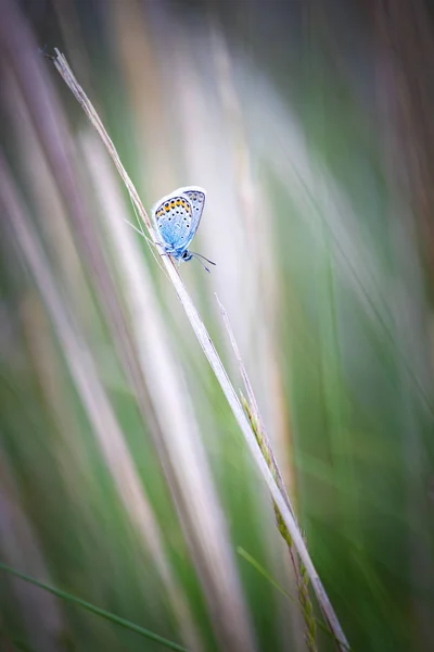 Nahaufnahme eines schönen blauen Schmetterlings auf der Wiese — Stockfoto