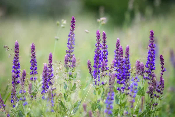 Close up of Meadow Clary flower in the springtime — Stock Photo, Image