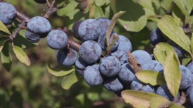 Güneşli bir sonbahar gününde mavi meyveli Blackthorn çalısı 