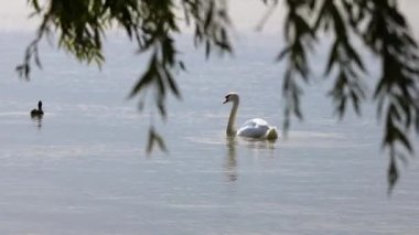 Beyaz dilsiz kuğu Macar Balaton gölünde yüzüyor.