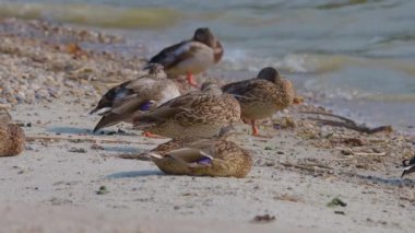Vahşi ördekler, Macaristan Balaton Gölü 'nün kıyısında dinleniyor.