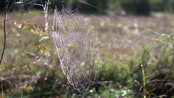 早上在草地上的植物上的蜘蛛网 — 图库视频影像