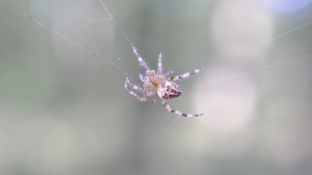Ευρωπαϊκή Αράχνη Στον Ιστό Της Αράχνης — Αρχείο Βίντεο