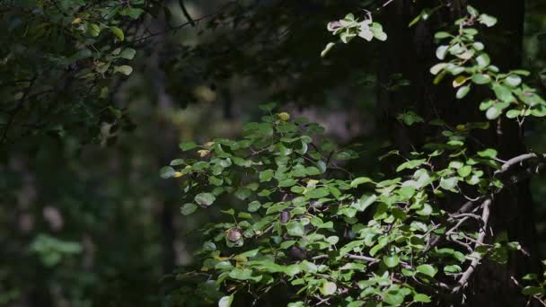 Harmoniska Bilder Från Europeiska Vilda Päronträd Skogen Solig Dag — Stockvideo