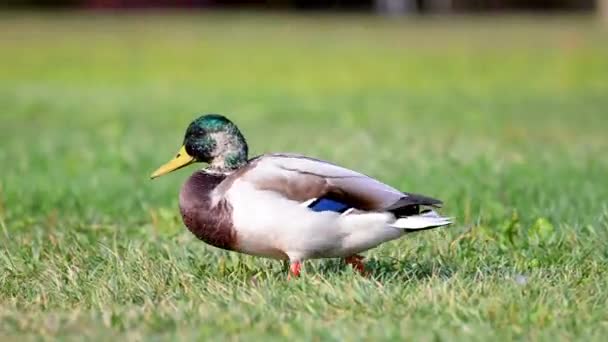 Mallard Wild Duck Walking Green Grass Handheld Footage — Stock Video