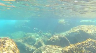 İspanyol sahillerinde bir sürü balığın olduğu sualtı yaban hayatı