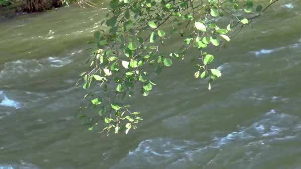 Gröna Blad Framför Den Snabba Floden Från Spanien Lugn Scen — Stockvideo