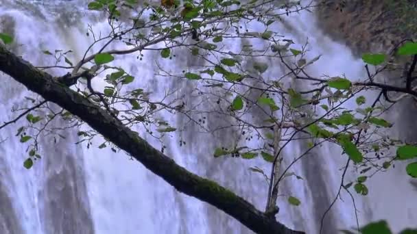 Green Leaves Front Beautiful Veil Cascading Waterfall Spain — Stock Video