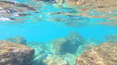 İspanyol sahillerinde bir sürü balığın olduğu sualtı yaban hayatı