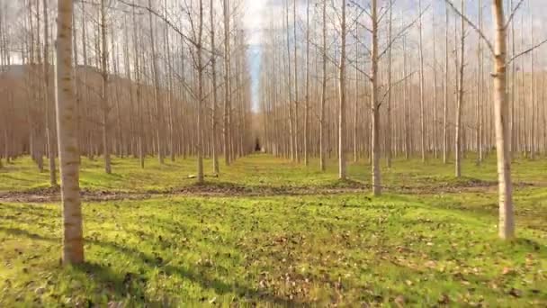 Video Drone Nella Foresta Pioppi Piantati Autunno — Video Stock