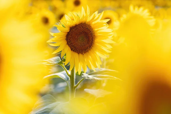 Ładne pole słonecznika w lecie — Zdjęcie stockowe