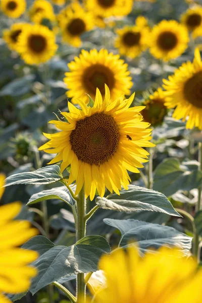 Bel campo di girasole in estate — Foto Stock