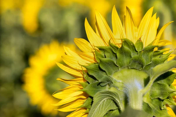 Mooi zonnebloemenveld in de zomer — Stockfoto