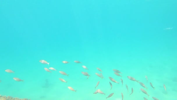 Vida Silvestre Submarina Con Muchos Peces Una Costa Española — Vídeo de stock