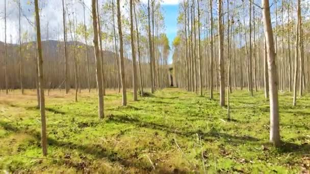 Video Drone Nella Foresta Pioppi Piantati Autunno — Video Stock