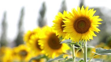 Yazın güzel bir ayçiçeği tarlası, el kamerası görüntüleri.