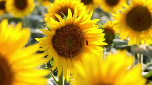 Nice Sunflower Field Summer Handheld Footage — Stock Video