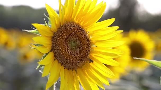 Nice Sunflower Field Summer Bee Slow Motion Footage — Stock Video