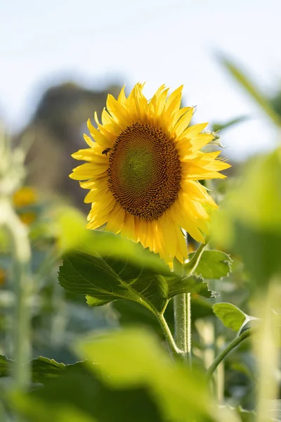 Joli champ de tournesol en été — Photo