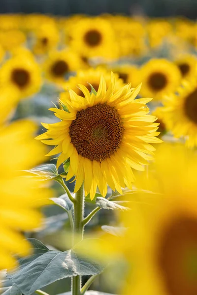 Pěkné slunečnicové pole v létě — Stock fotografie