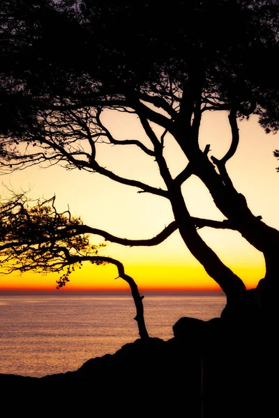 美丽的日出图片与松树来自西班牙科斯塔布拉瓦 — 图库照片