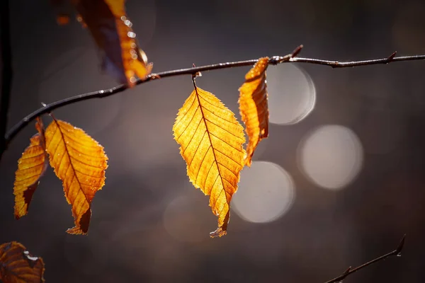 Nahaufnahme farbenfroher Herbstbuchenblätter — Stockfoto