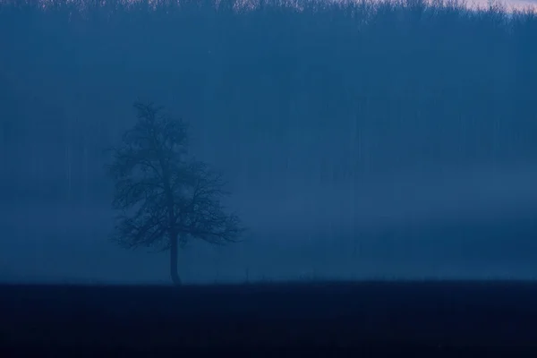 Día de niebla mística en el bosque de robles —  Fotos de Stock