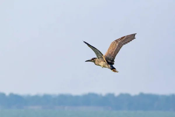 Ung svartkrönt natt heron flyger över sjön Balaton i Ungern — Stockfoto