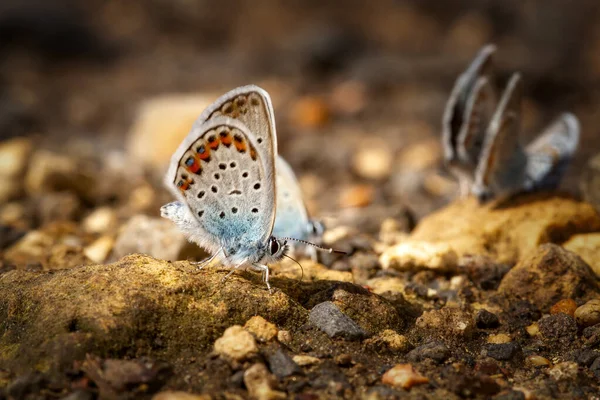 Mnoho motýlů odpočívá dohromady — Stock fotografie