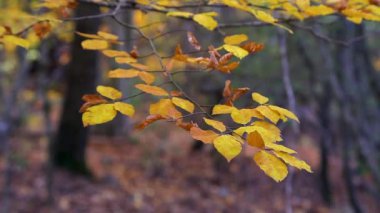 Kayın ormanında sonbahar yaprakları