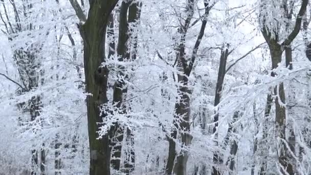 Bosque Blanco Invierno Frío Día Invierno Desde Hungría — Vídeos de Stock