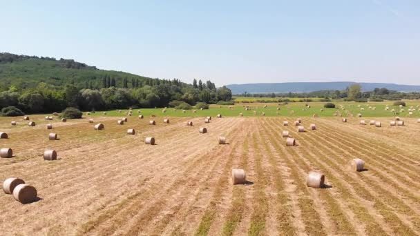 Filmati Droni Aerei Balle Fieno Sul Prato Ungheria — Video Stock